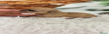Chihuahua 2