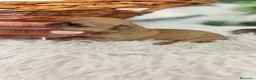Chihuahua perros en venta: CHIHUAHUA - Anuncio 1