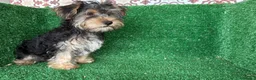 Yorkshire Terrier perros en venta: yorkshire terrier - Anuncio 8