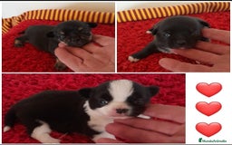 Chihuahua perros en venta: Cachorros chihuahua cabeza de manzana - Imagen 1