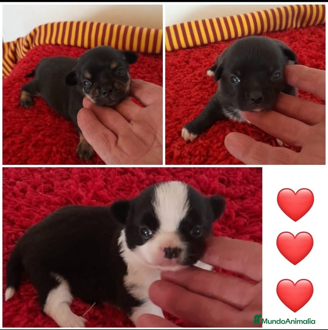 Chihuahua perros en venta: Cachorros chihuahua cabeza de manzana - Imagen 1