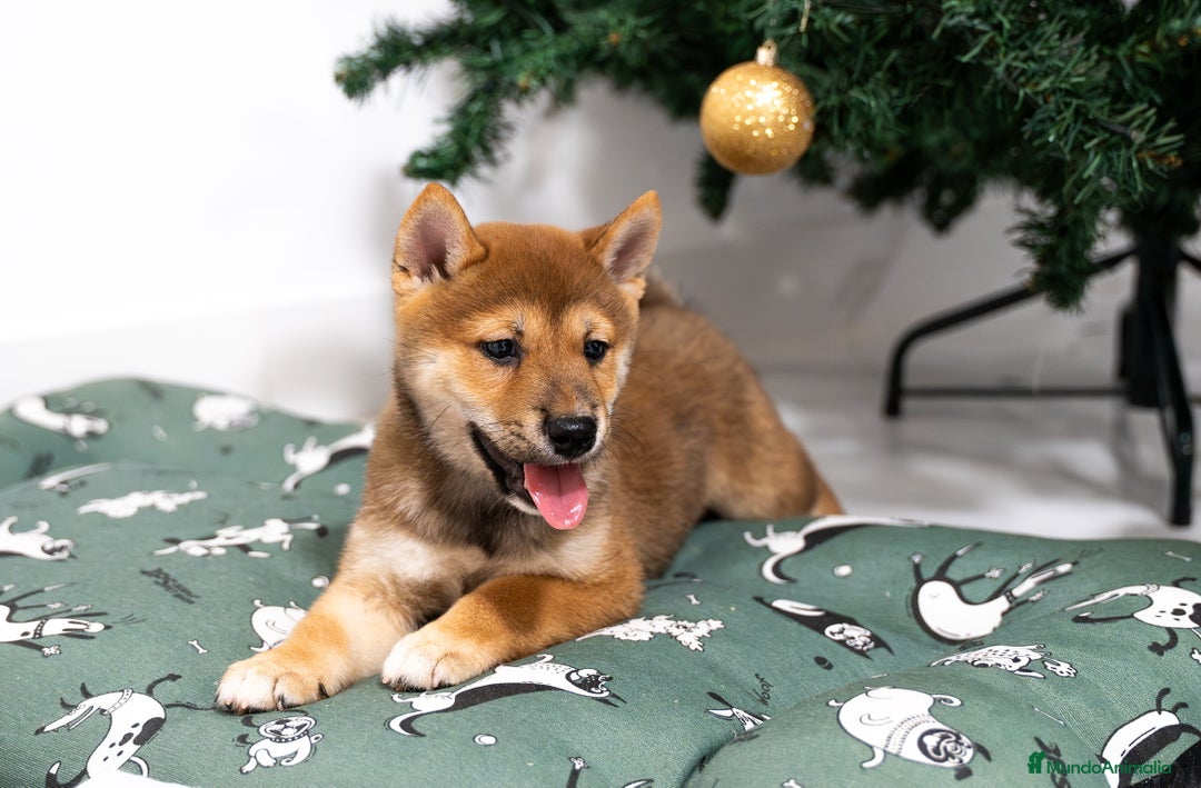 Shiba Inu perros en venta: Camada de Shiba-Inu  - Anuncio 5