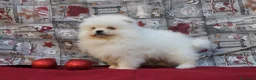 Pomerania perros en venta: POMERANIA  LINEA TOY   MUY CHATO - Anuncio 5