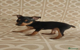 Ratón de Praga perros en venta: Hembra ratón de praga  - Imagen 5