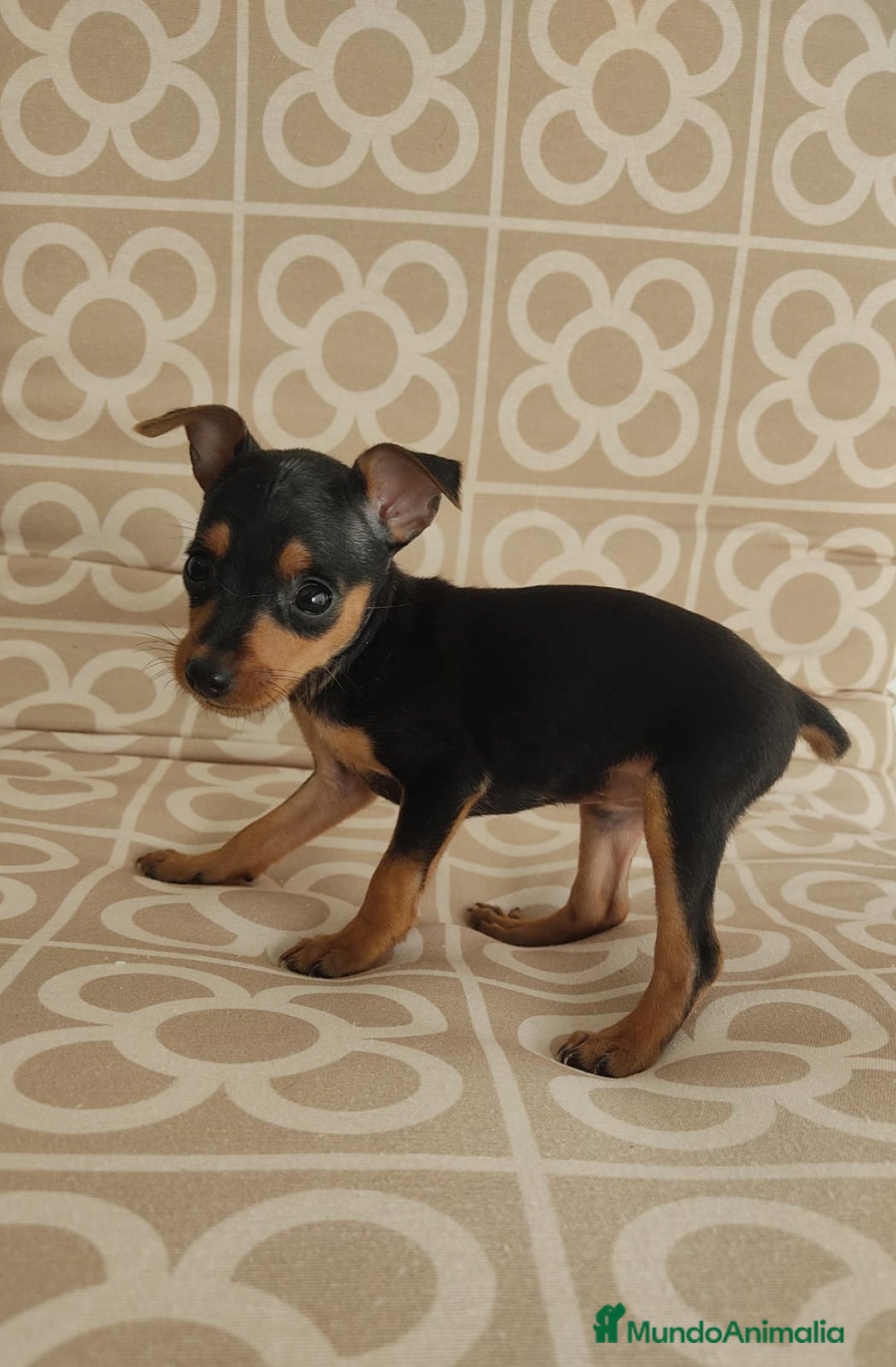 Ratón de Praga perros en venta: Hembra ratón de praga  - Imagen 5