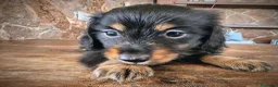Teckel perros en venta: Teckel kanichen pelo largo negro fuego precio real - Anuncio 8