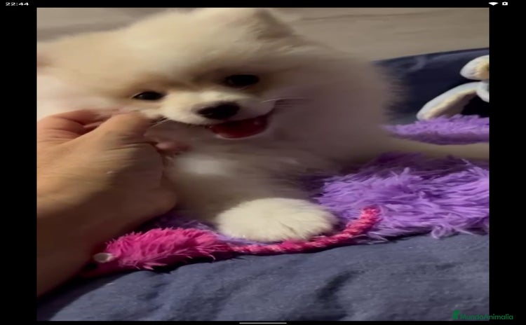 Spitz pequeño - Kleinspitz perros - Anuncio 1