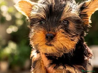Yorkshire Terrier perros Yorkshire toy - Anuncio 3