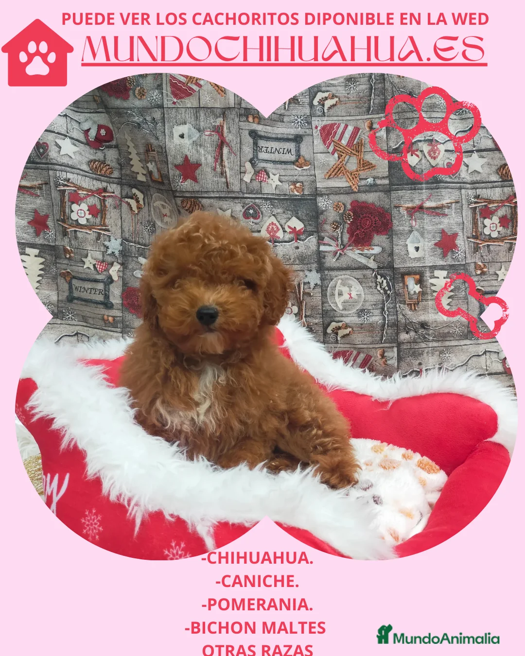 Caniche Toy perros en venta: PRECIOSOS CANICHE  ROJO LINEA TOY  - Anuncio 1