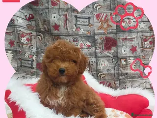 Caniche Toy perros PRECIOSOS CANICHE ROJO LINEA TOY - Anuncio 1