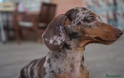 Teckel Miniatura perros en venta: 💎 Frisco – Teckel miniatura exótico, ojo azul 🐾 - Imagen 9