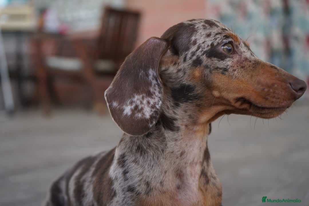 Teckel Miniatura perros en venta: 💎 Frisco – Teckel miniatura exótico, ojo azul 🐾 - Imagen 9