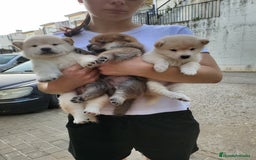 Shiba Inu perros en venta: Shiba inu blancos y rojo - Imagen 2