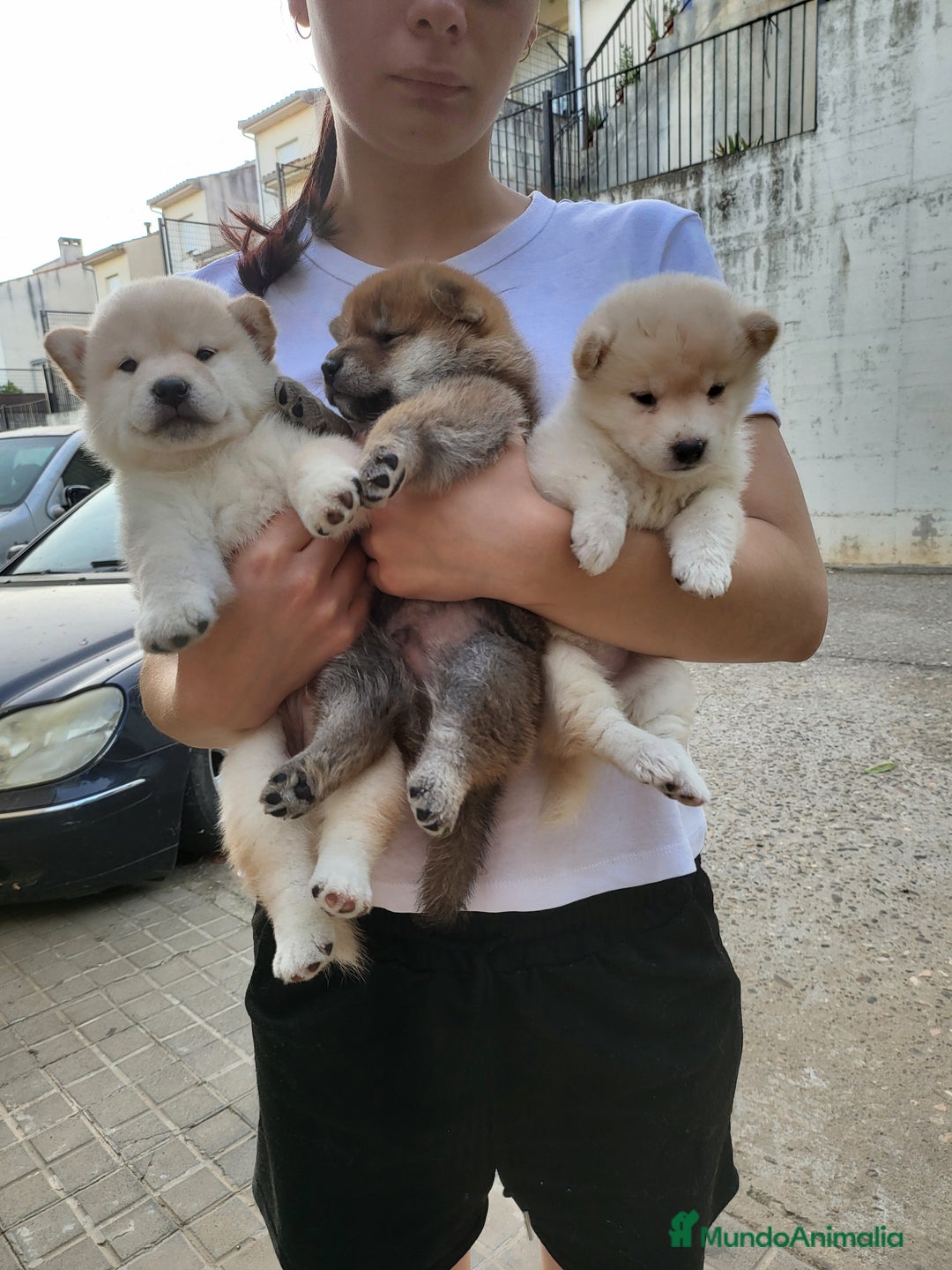 Shiba Inu perros en venta: Shiba inu blancos y rojo - Imagen 2