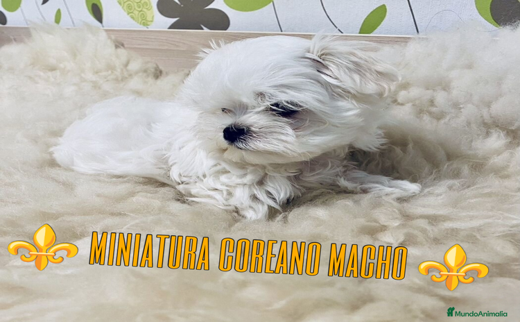 Bichón Maltés perros - Propaganda 2