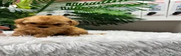 Caniche Toy perros en venta: CANICHE TOY-MUY PEQUEÑITO - Anuncio 21