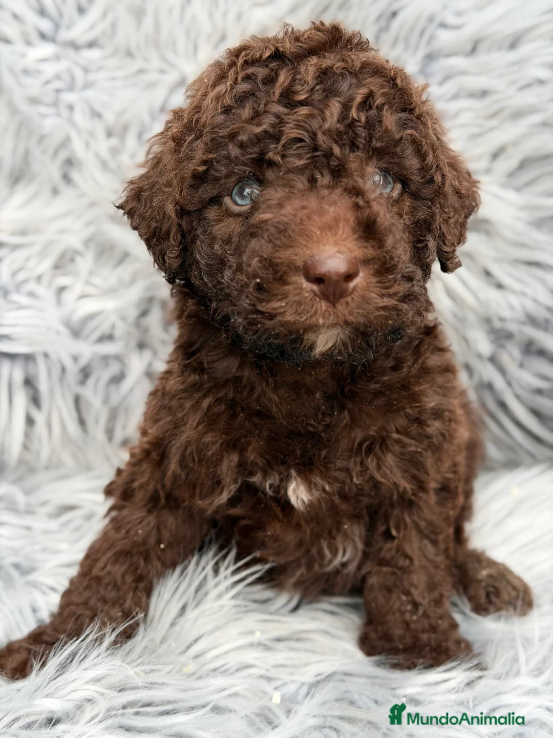 Perro de Agua Español perros en venta: Pdae chocolate de ojos azules  - Anuncio 2