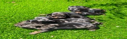 Teckel Miniatura perros en venta: TECKEL MINIATURA EN SEVILLA - Anuncio 7