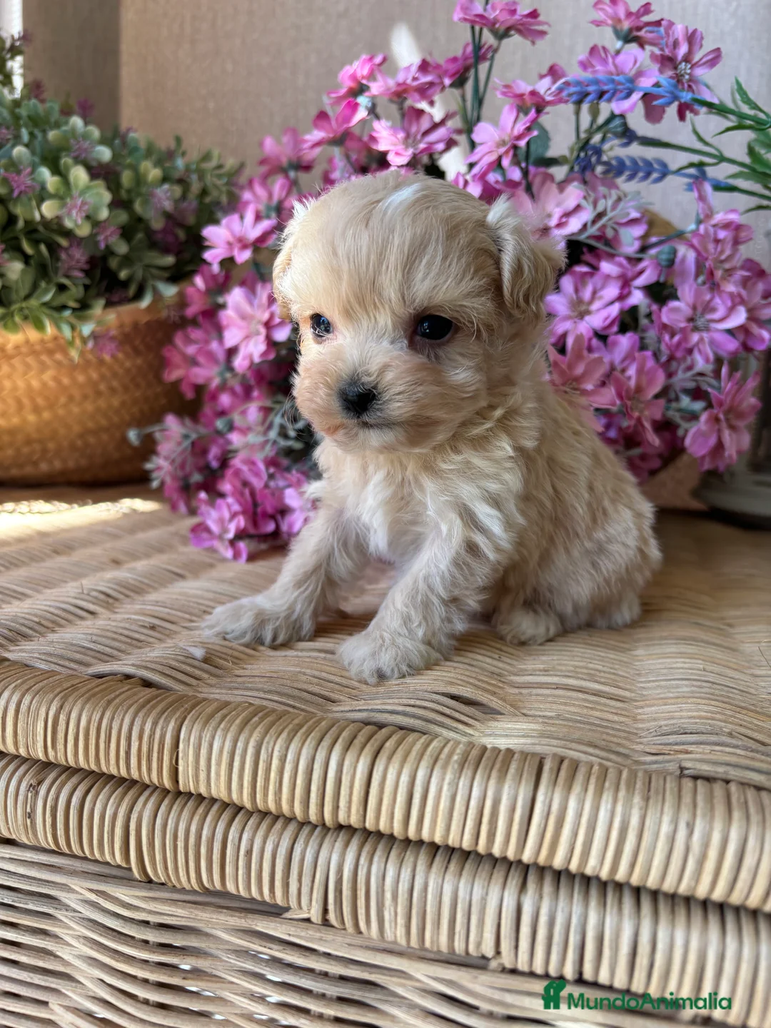Maltipoo perros en venta: Maltipoo un verdadero encanto!!! - Anuncio 2
