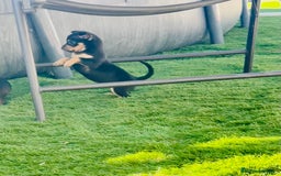 Chihuahua perros en venta: Chihuahuas  - Imagen 2