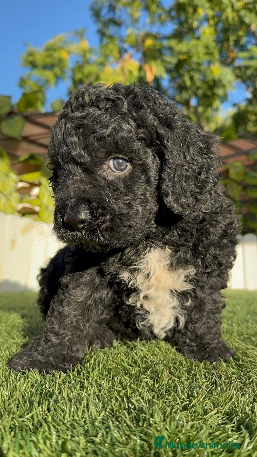 Perro de Agua Español perros en venta: PERRO DE AGUA ESPAÑOL - Imagen 15