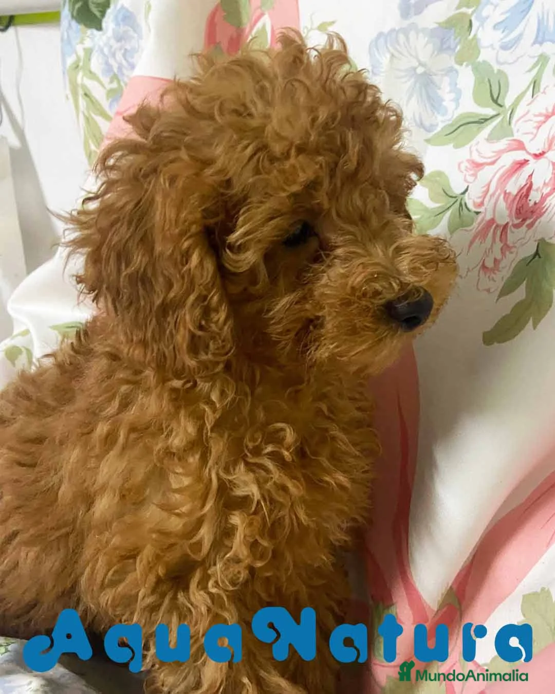 Caniche Enano perros en venta: Caniche Macho de Camila y Can 8995 AQUANATURA en Barcelona - Anuncio 3