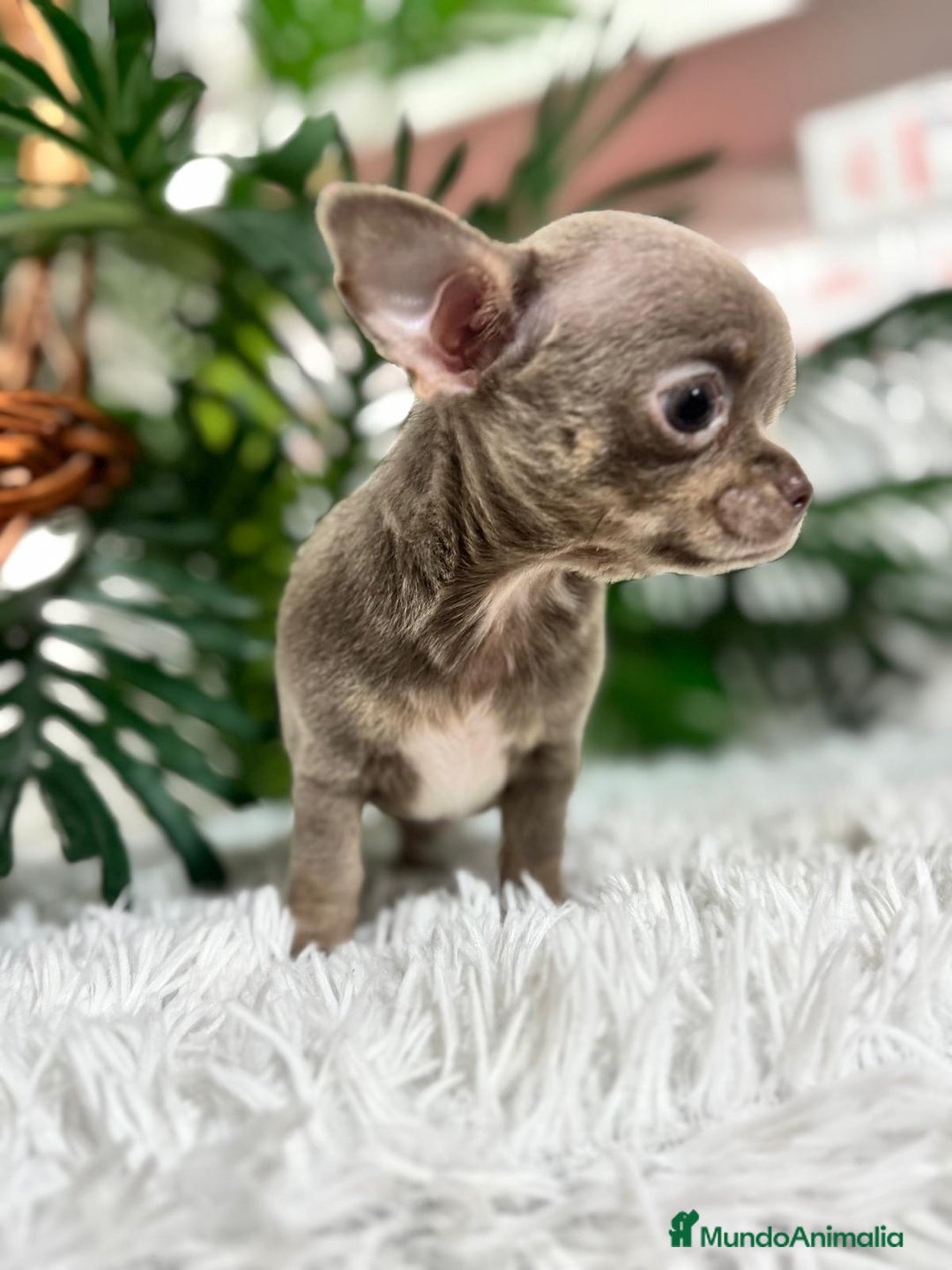 Chihuahua perros en venta: CHIHUAHUA MACHO LILAC AND TAN - Anuncio 4
