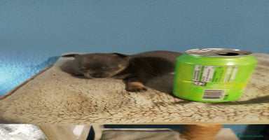 Chihuahua perros - Propaganda 5