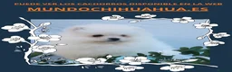 Pomerania perros en venta: PRECIOSO CACHORITO DE POMERANIA TOY  - Anuncio 1