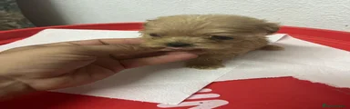 Maltipoo 1