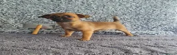 Chihuahua perros en venta: Chihuahua mini - Anuncio 2