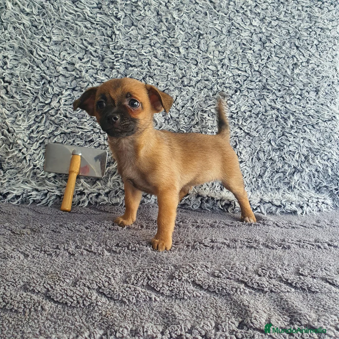 Chihuahua perros en venta: Chihuahua mini - Anuncio 2