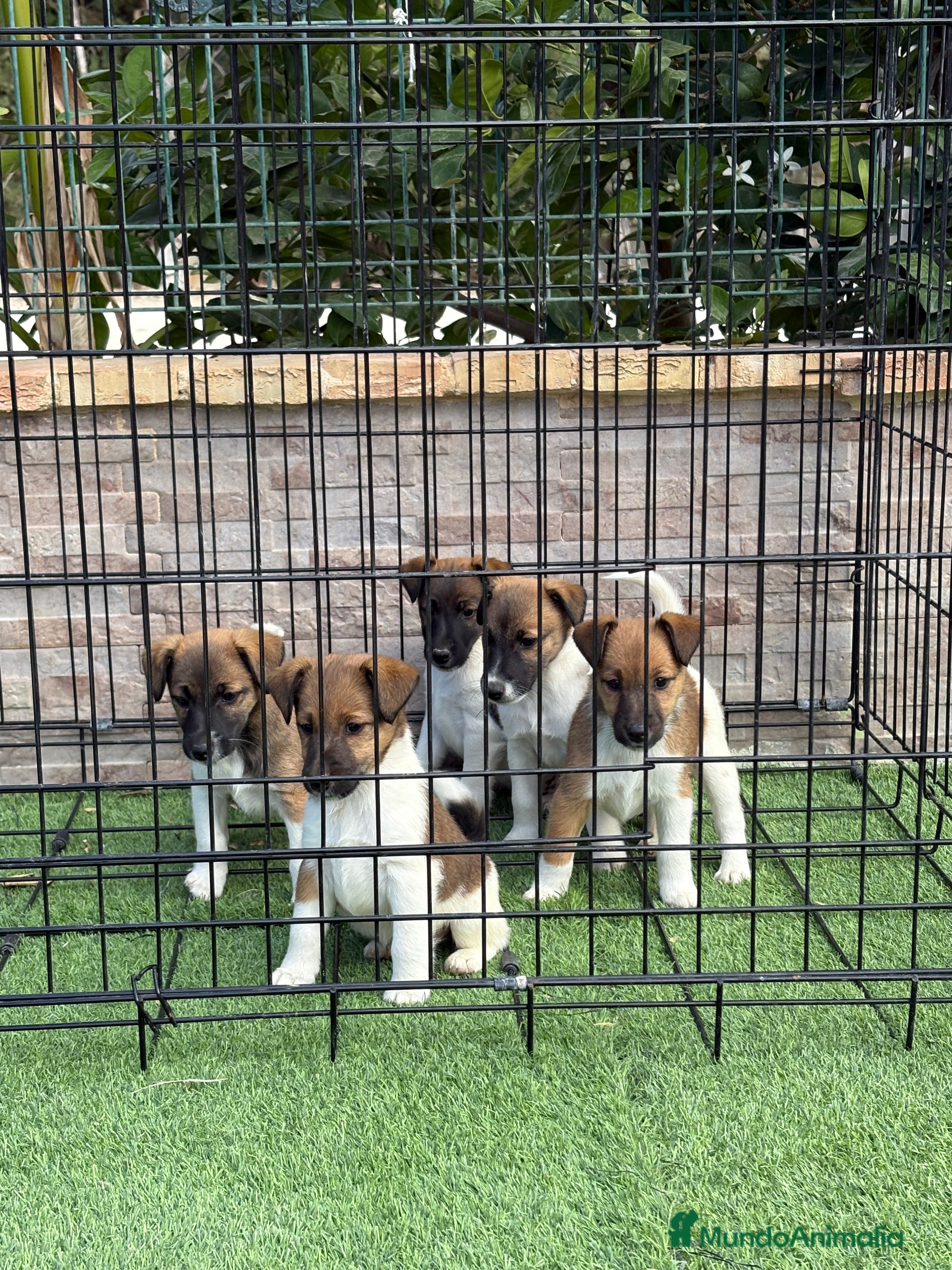 Fox Terrier de Pelo Liso perros Cachorros fox terrier pelo liso  - Anuncio 3