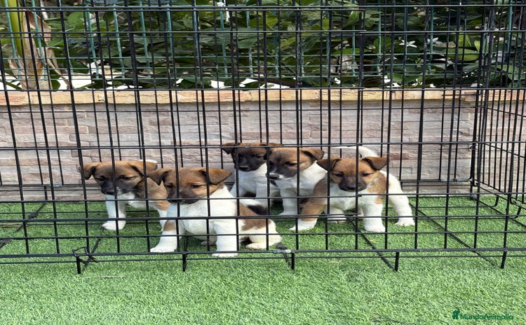 Fox Terrier de Pelo Liso perros Cachorros fox terrier pelo liso  - Anuncio 1