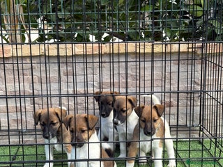 Fox Terrier de Pelo Liso perros Cachorros fox terrier pelo liso - Anuncio 2