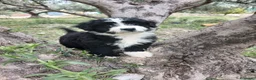 Perro de Agua Español perros en venta: 🐾 CACHORROS DE PERRO DE AGUA ESPAÑOL 🐾 - Anuncio 3