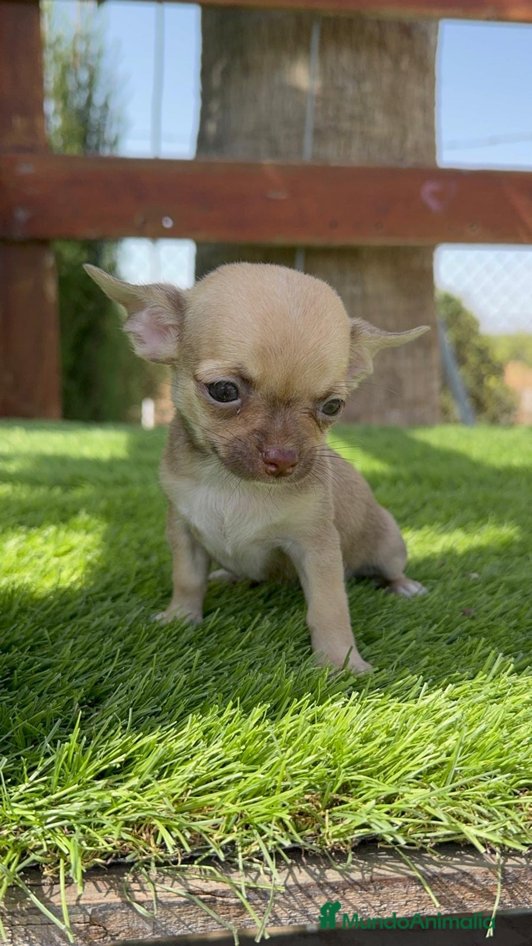 Chihuahua perros en venta: CHIHUAHUA MACHO - Imagen 6