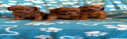 Caniche Toy perros en venta: Caniche toy - Anuncio 4