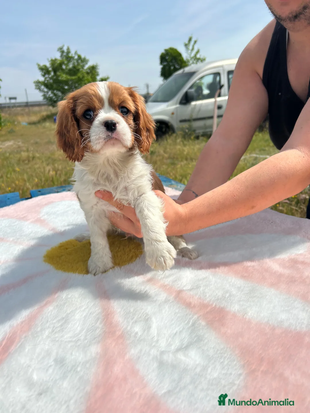 Cavalier King Charles Spaniel perros en venta: Cavalier King charles - Anuncio 5