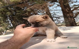Shiba Inu perros en venta: Shiba inu - Imagen 2