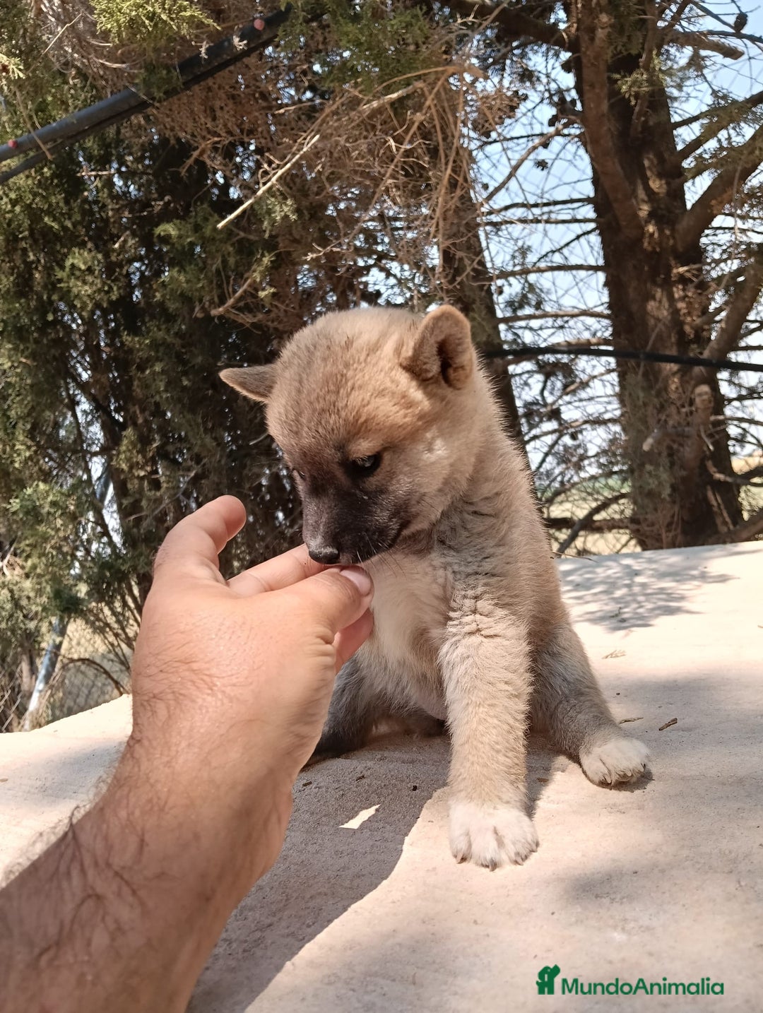 Shiba Inu perros en venta: Shiba inu - Imagen 2