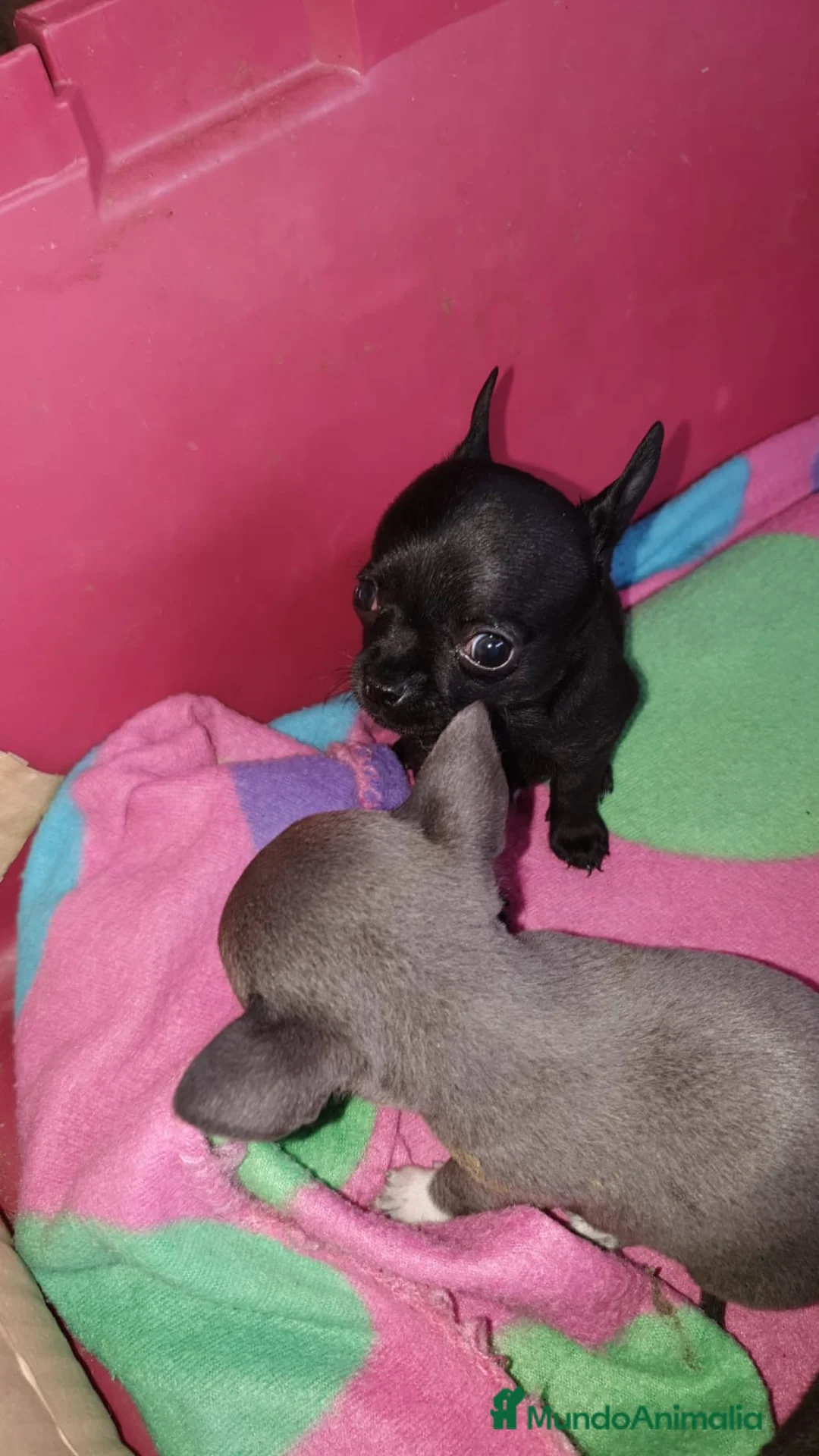 Chihuahua perros en venta: Chihuahuas de bolsillo !  en Ciudad Real - Anuncio 2