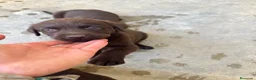 Labrador Retriever perros en venta: CACHORROS DE LABRADOR CHOCOLATE  - Anuncio 3