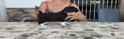 Perro de Agua Español perros en venta: Perros de agua  - Anuncio 4