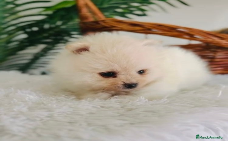 Pomerania perros - Anuncio 10