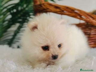 Pomerania perros - Anuncio 6
