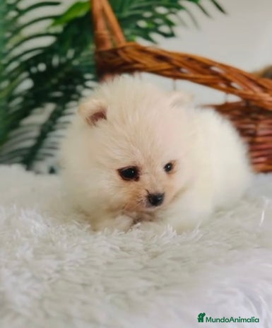 Pomerania perros - Anuncio 2