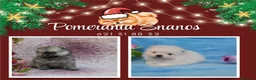 Pomerania perros en venta: IMPRESIONANTES POMERANIA MACHOS Y HEMBRAS - Anuncio 6