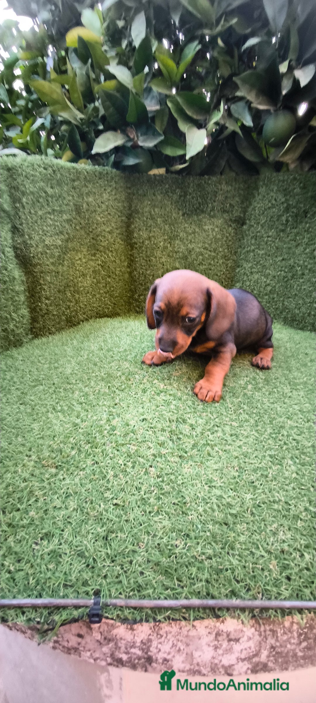 Teckel Miniatura perros en venta:  teckel miniatura  color jabali - Imagen 20