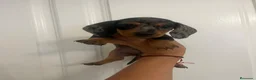 Teckel Miniatura perros en venta: Espectaculares Teckel Kaninchen 601144783 - Anuncio 4